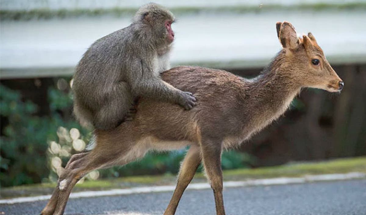 En Japón monos y ciervos están teniendo sexo y...